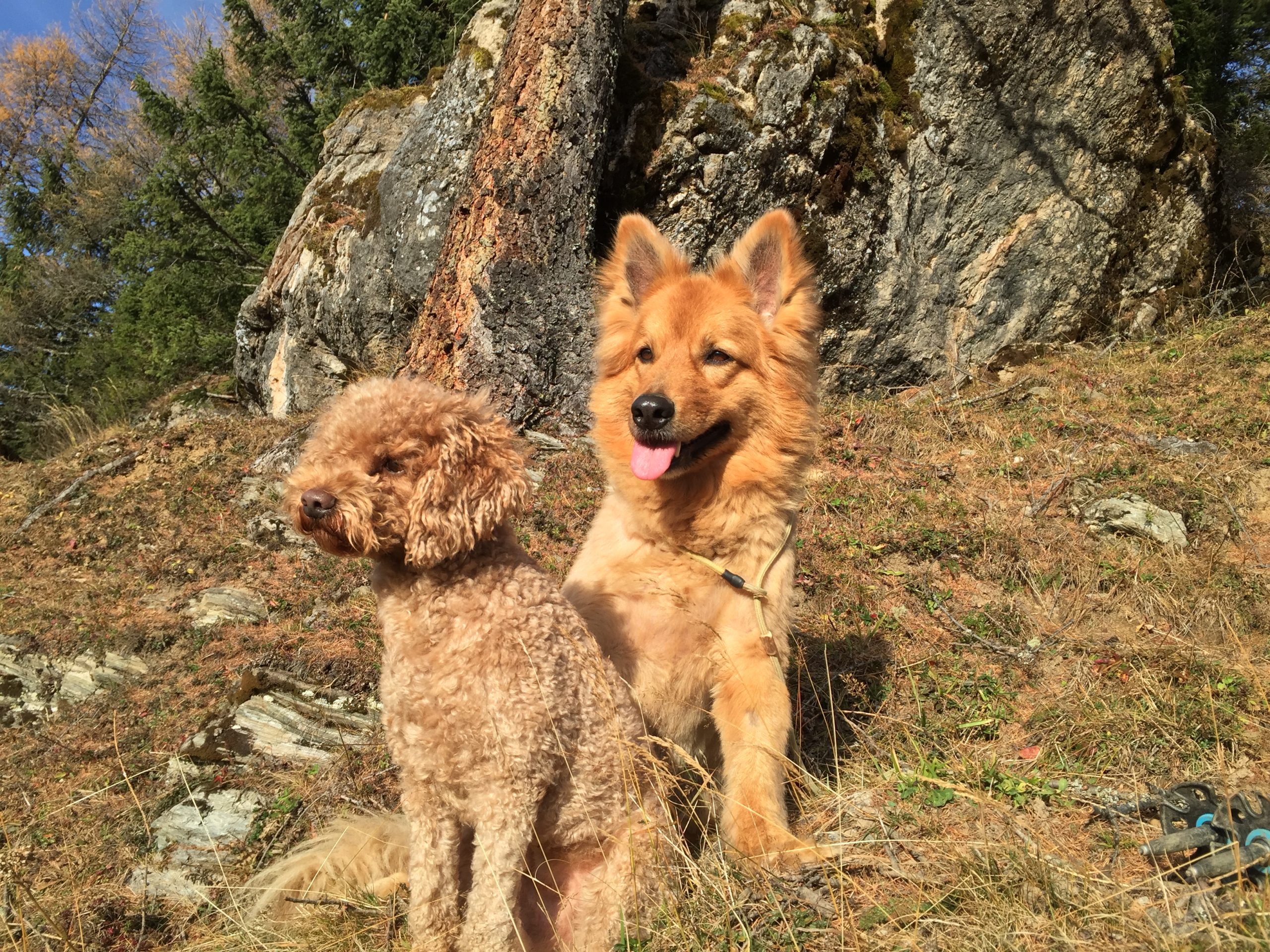 Zwei Hunde in der Natur beim Wandern im Salzburger Land