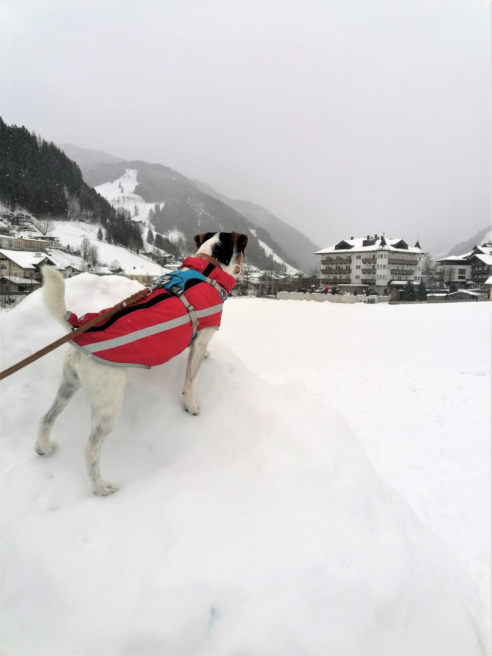 Social Walk Hundehotel Bergzeit Winter