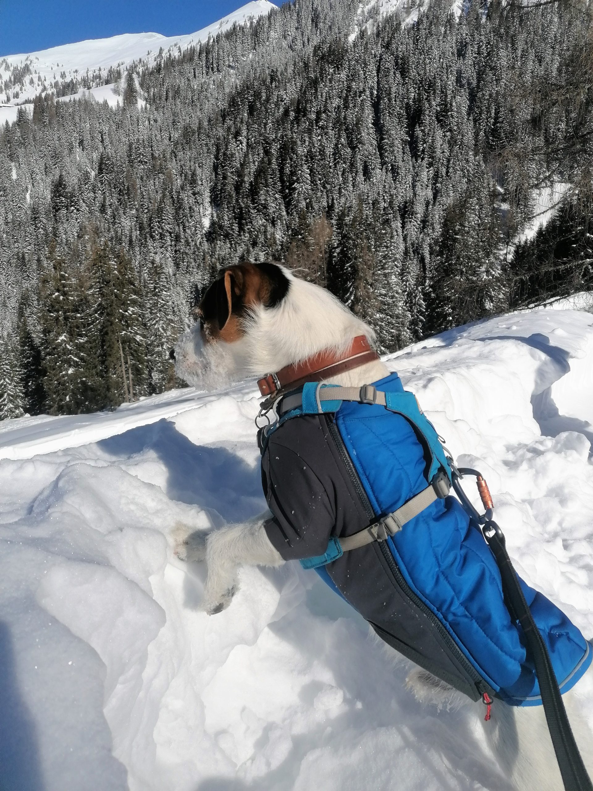 Winter Hund Bergzeit Training